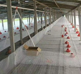 養(yǎng)雞自動料線